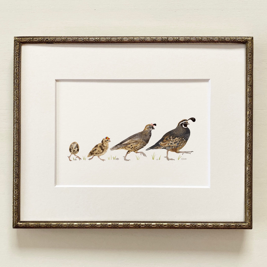 Quail Family – brooklynswenson