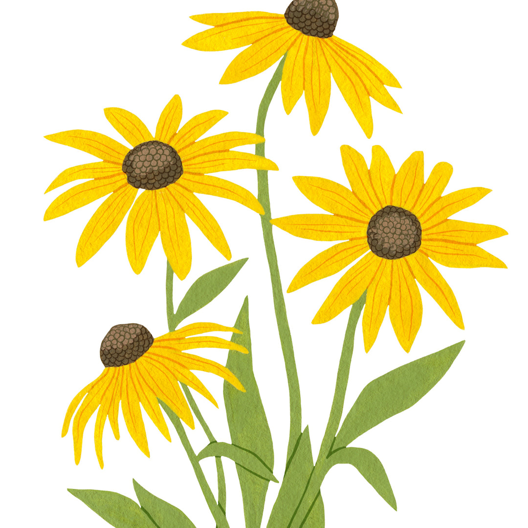 Maryland - Black-Eyed Susan – brooklynswenson