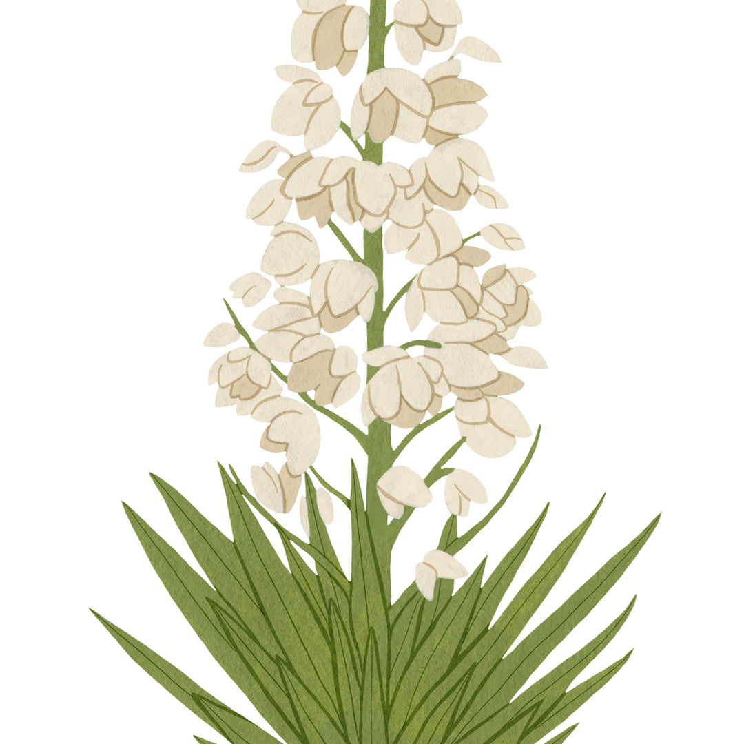 yucca_moccasさま New Mexico - Yucca Flower – brooklynswenson